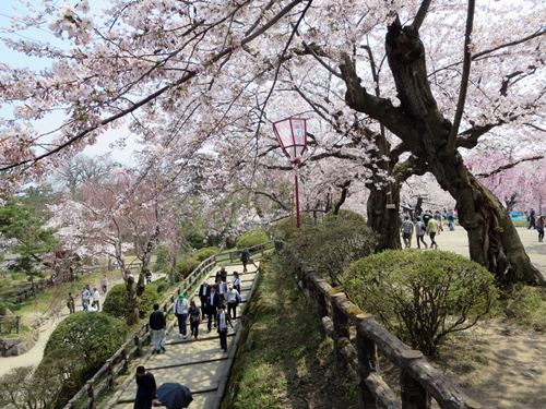 【北東北桜追い旅⑬】弘前城のさくらまつり_c0042960_18503590.jpg