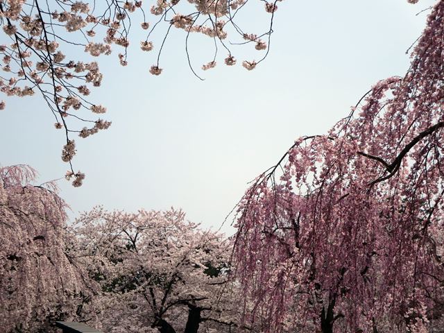 【北東北桜追い旅⑬】弘前城のさくらまつり_c0042960_18504826.jpg