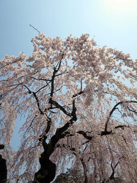 【北東北桜追い旅⑬】弘前城のさくらまつり_c0042960_18512021.jpg