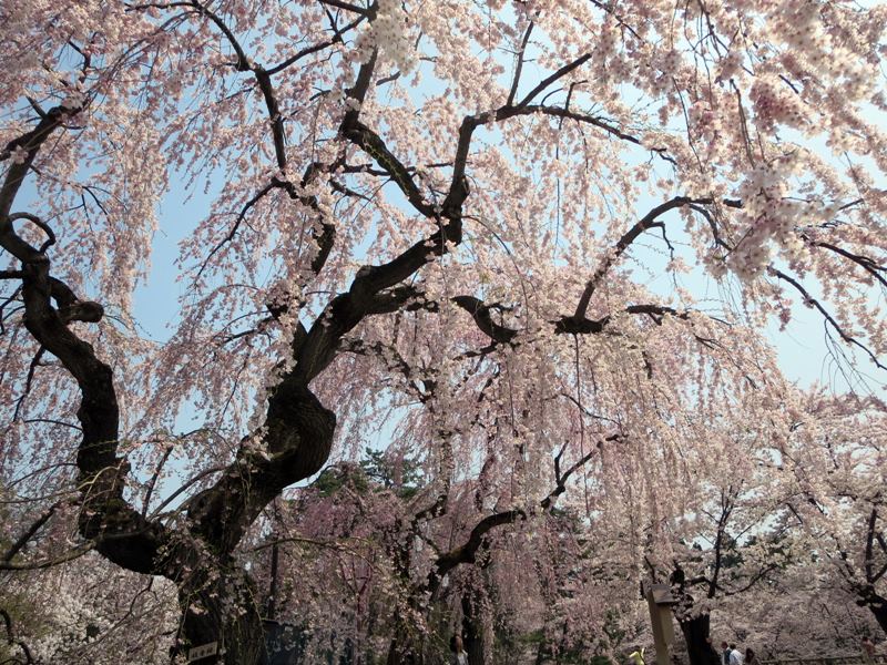 【北東北桜追い旅⑬】弘前城のさくらまつり_c0042960_1851933.jpg