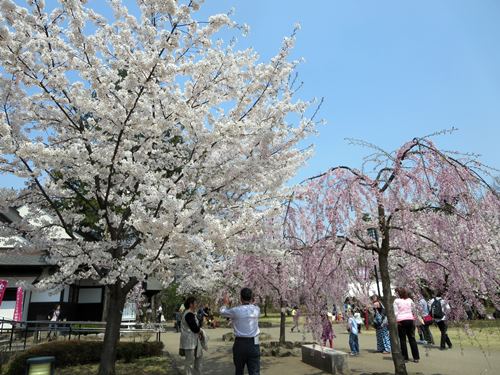 【北東北桜追い旅⑬】弘前城のさくらまつり_c0042960_18524591.jpg