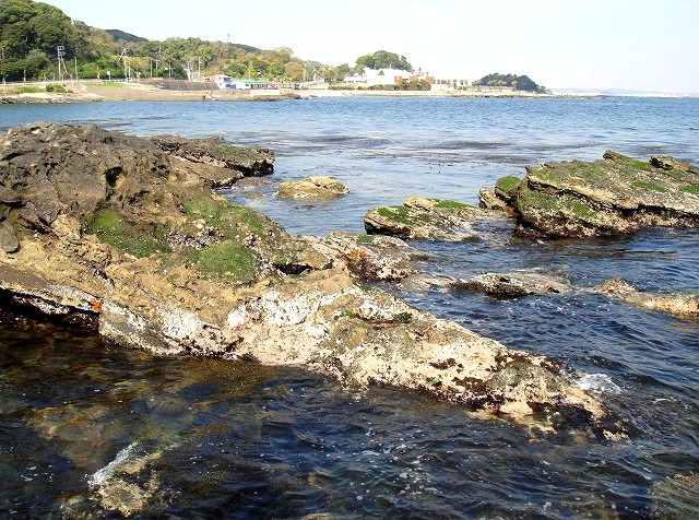 <2014年4月12日>2014新緑の観音崎・横須賀ウォーキング_c0119160_13135662.jpg