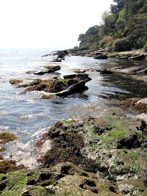 <2014年4月12日>2014新緑の観音崎・横須賀ウォーキング_c0119160_13141415.jpg