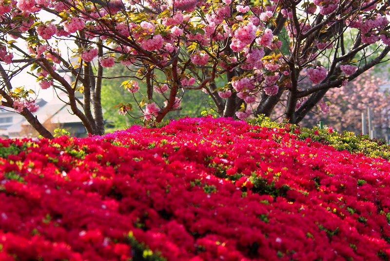 千葉県 八千代市 新川土手沿い ツツジとボタン桜 14年4月26日 ひとときのやすらぎをあなたに
