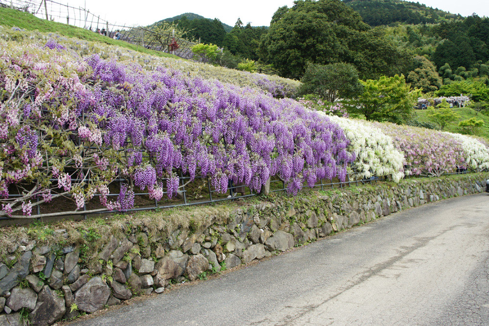 藤の花と猫達_b0083267_20202404.jpg