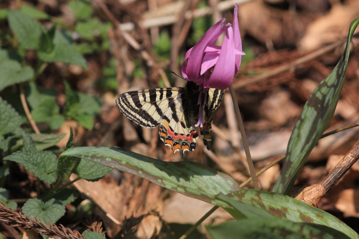 ヒメギフチョウ　カタクリと一緒に。　2014.4.26長野県_a0146869_16112631.jpg