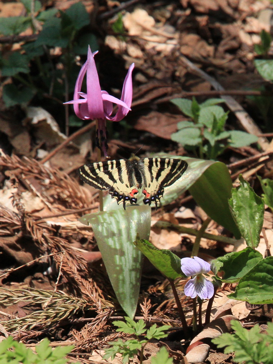 ヒメギフチョウ　カタクリと一緒に。　2014.4.26長野県_a0146869_16171683.jpg