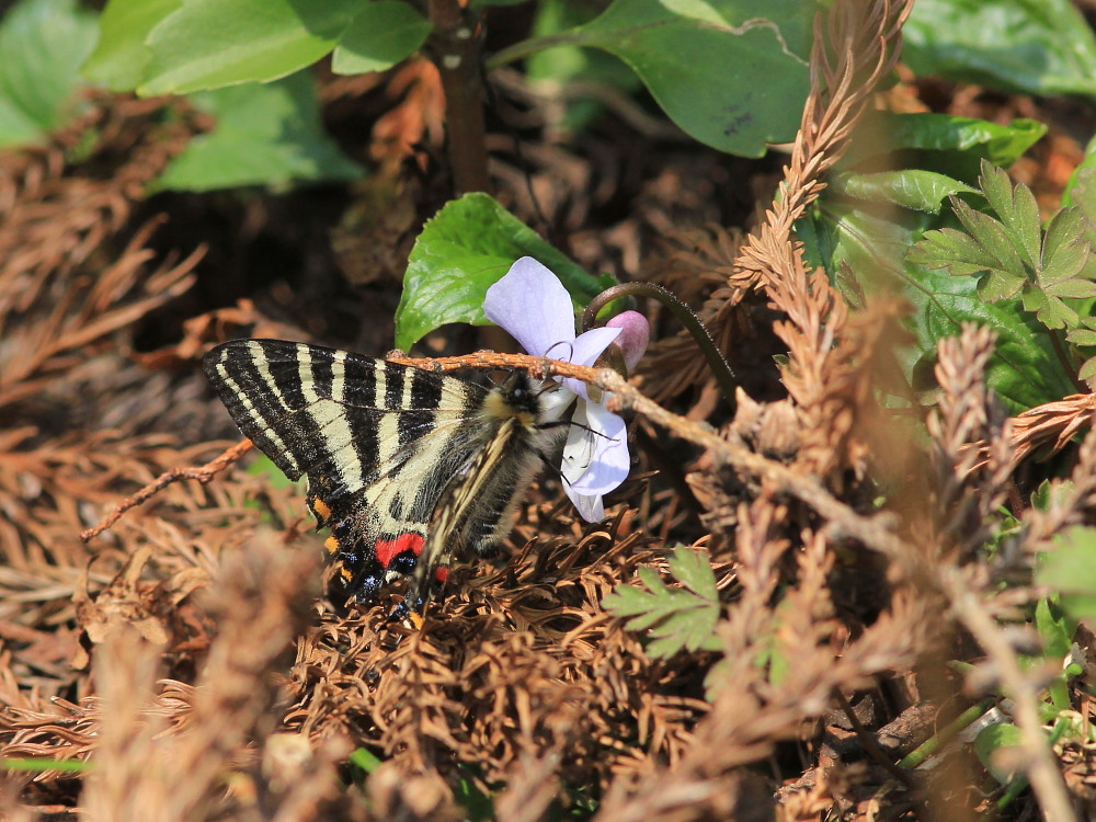 ヒメギフチョウ　カタクリと一緒に。　2014.4.26長野県_a0146869_16315847.jpg