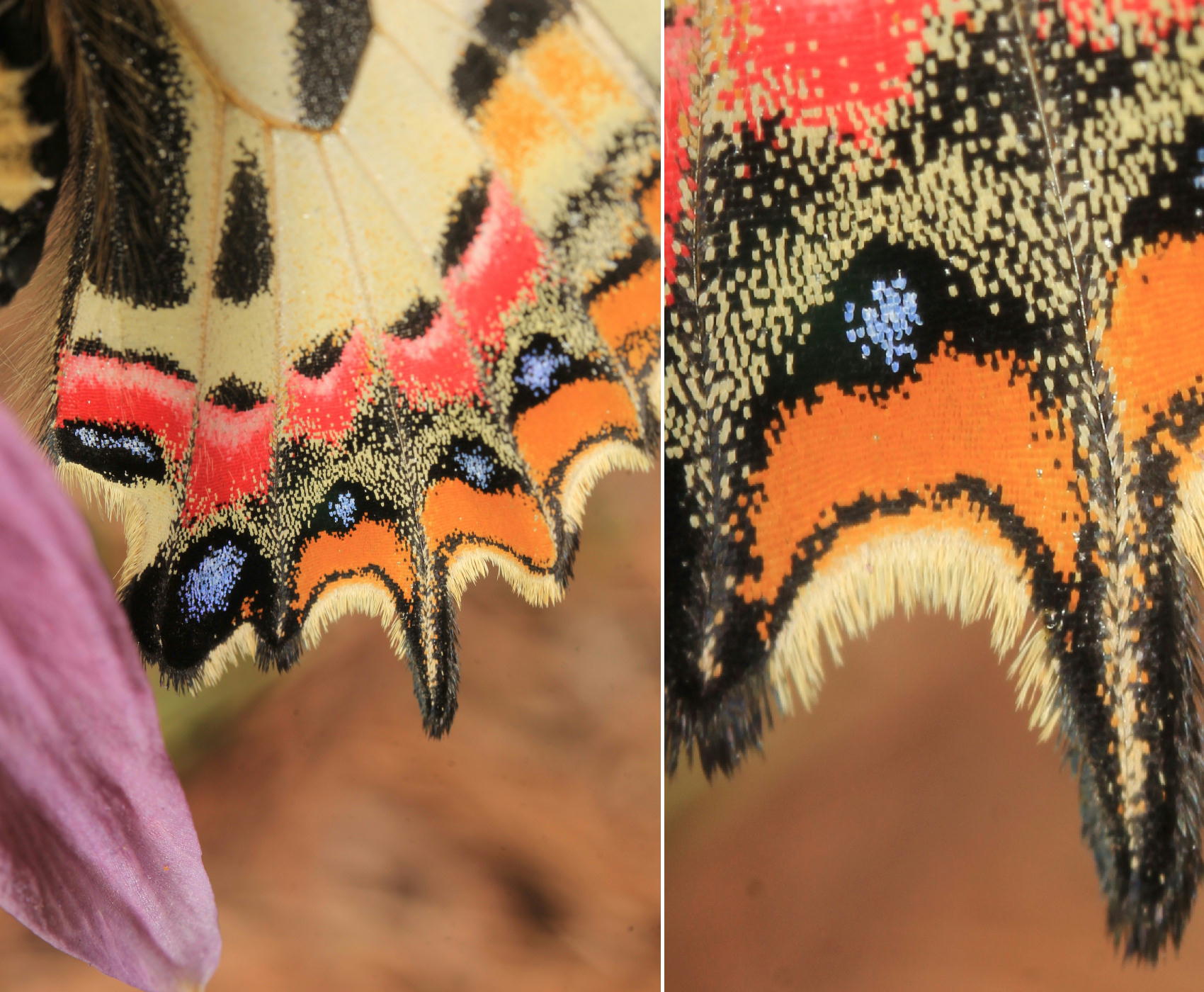 ヒメギフチョウ　カタクリと一緒に。　2014.4.26長野県_a0146869_16463484.jpg