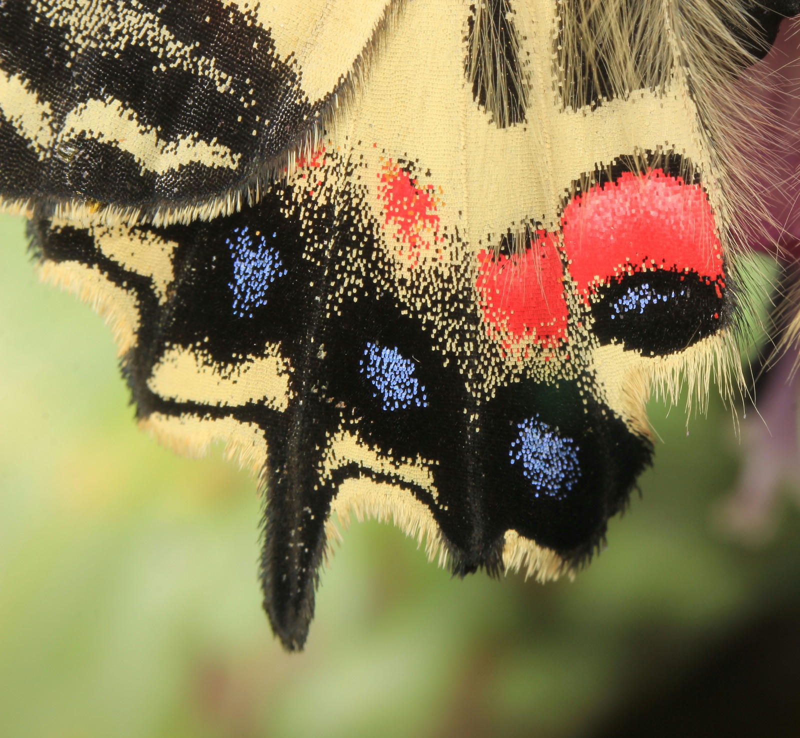 ヒメギフチョウ　カタクリと一緒に。　2014.4.26長野県_a0146869_164844.jpg