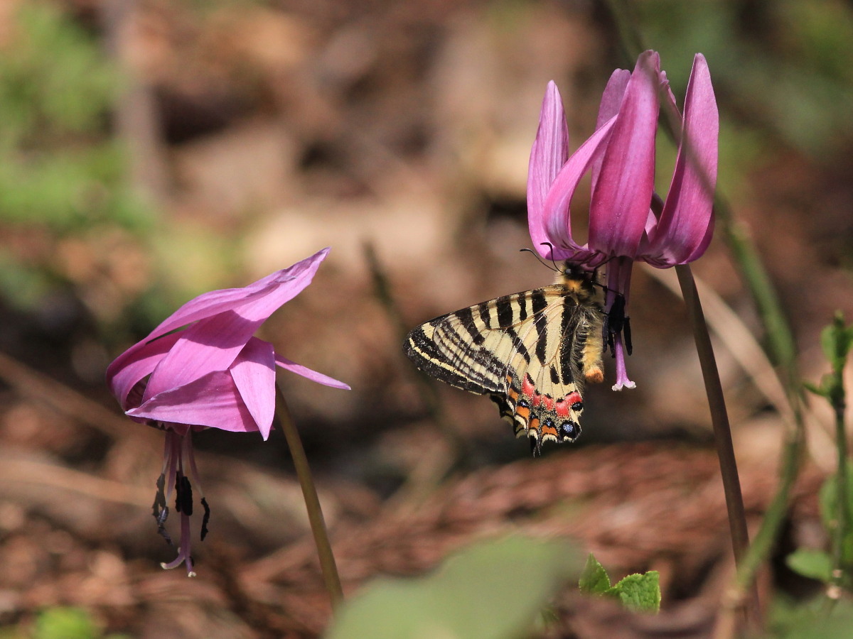 ヒメギフチョウ　カタクリと一緒に。　2014.4.26長野県_a0146869_168525.jpg