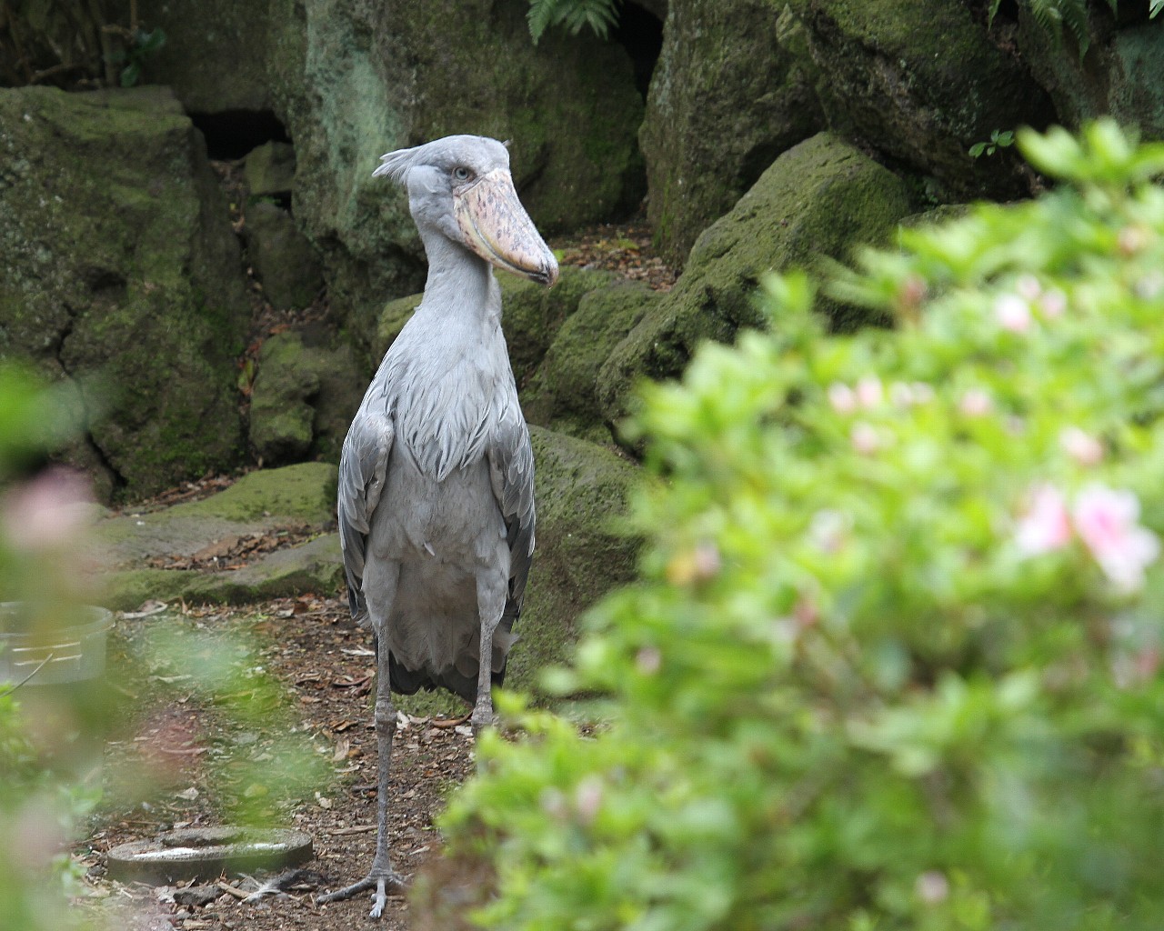 祝！来園33周年：ハシビロコウ雄ビル君_f0105570_9211822.jpg