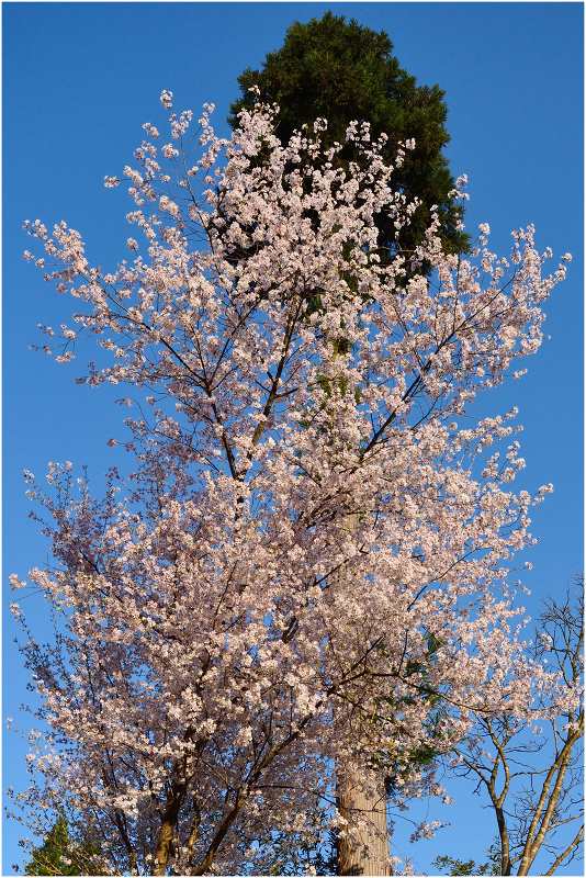 サクラ（桜）_a0079473_12513100.jpg