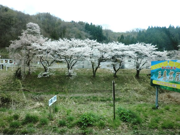 福島の桜_d0225173_22162625.jpg