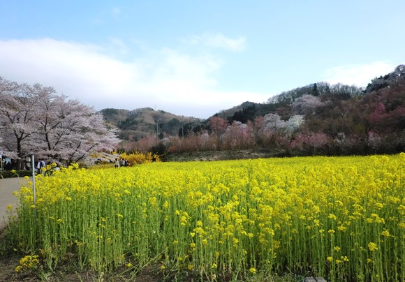 福島の桜_d0225173_2242371.jpg