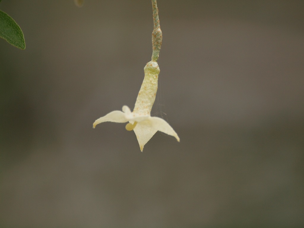 『夏茱萸(ナツグミ)の花』_d0054276_21434619.jpg