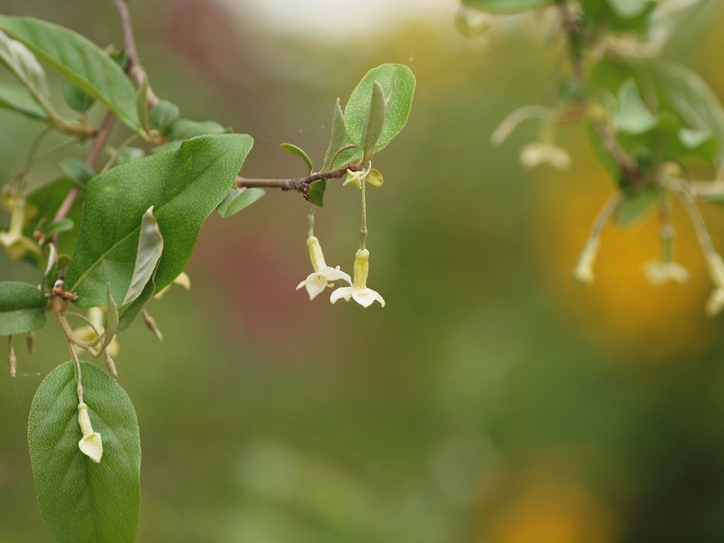 『夏茱萸(ナツグミ)の花』_d0054276_21442446.jpg