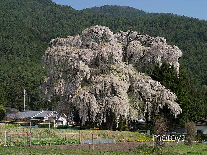 安曇野（小倉）_c0085877_10144650.jpg