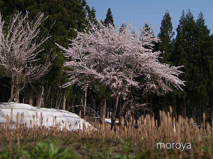 松之山の桜_c0085877_721020.jpg