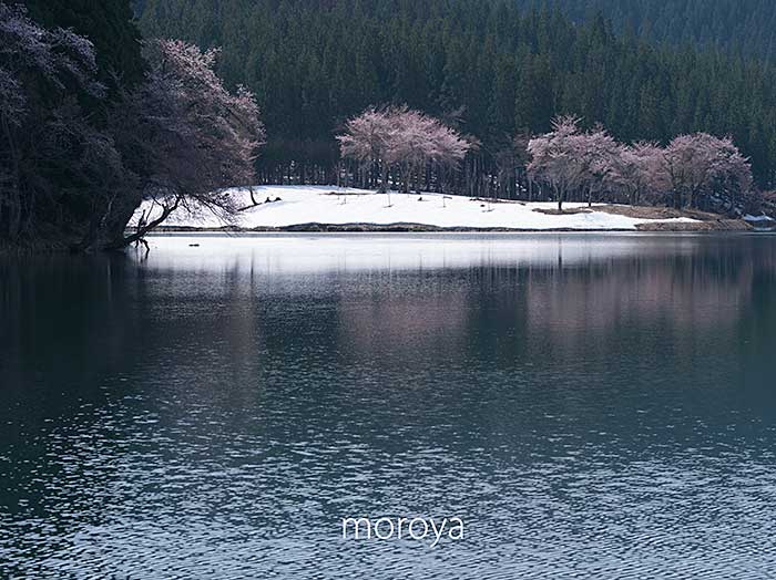 中子の桜_c0085877_7381860.jpg