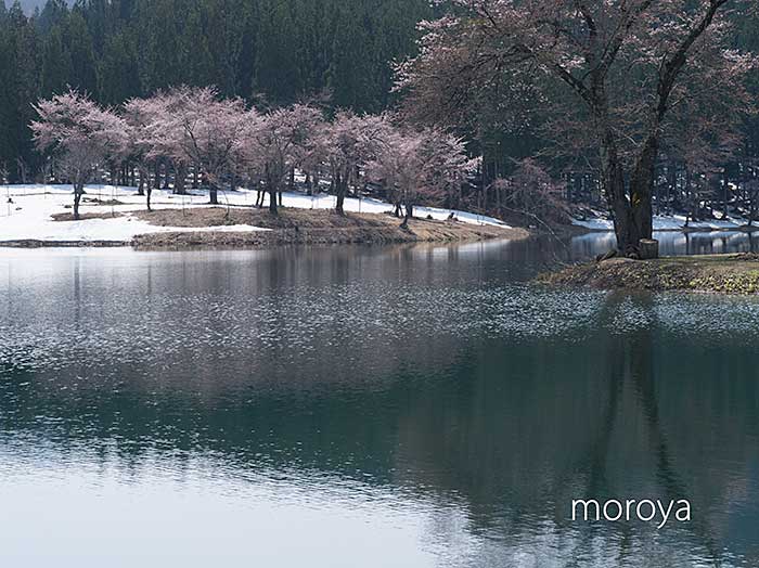 中子の桜_c0085877_7383340.jpg