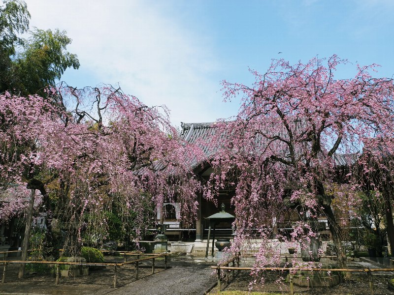 近所の桜　その２４_d0316677_01271661.jpg