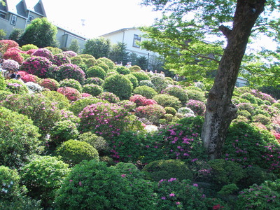 根津神社つつじ祭り_f0007380_15353413.jpg