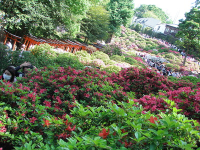 根津神社つつじ祭り_f0007380_1543323.jpg