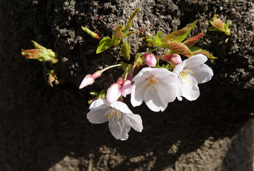 桜_c0295083_2185757.jpg