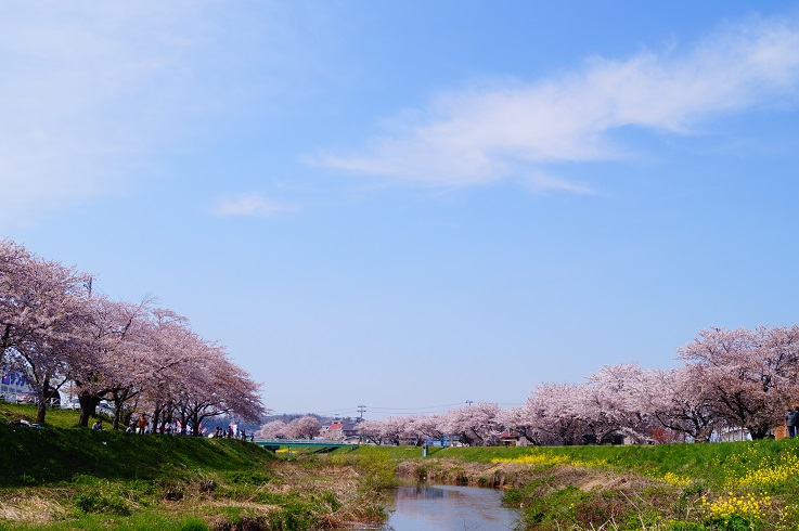 散り始めた桜_d0129083_13353463.jpg