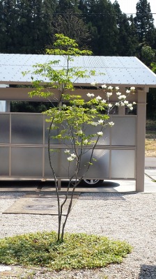 アオダモ、3年。_e0168583_9553655.jpg
