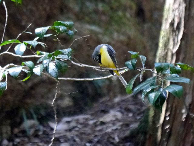 黒山三滝と鳥撮り　キセキレイ、クロツグミ_d0088184_11321740.jpg