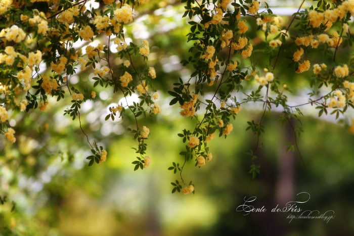 Arch of Rosa banksiae～黄木香のアーチ_e0277585_19491645.jpg