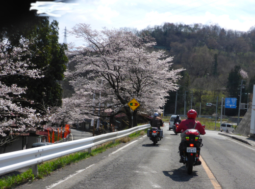 お花見日帰りツーリング_b0238789_21191098.jpg
