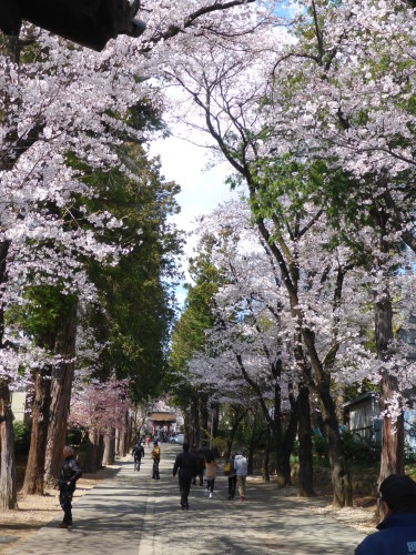 お花見日帰りツーリング_b0238789_21380327.jpg