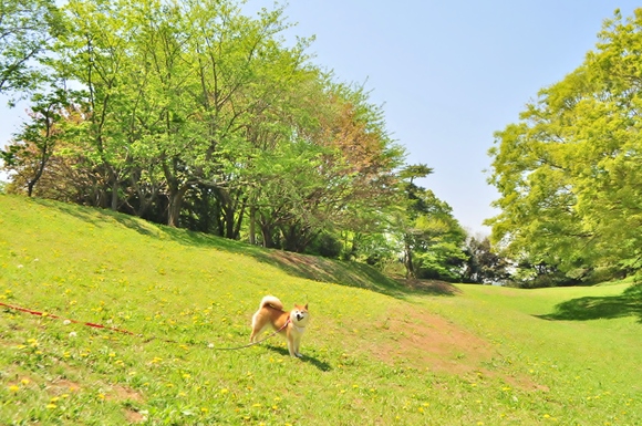 緩むなぁ・・・_a0126590_116417.jpg