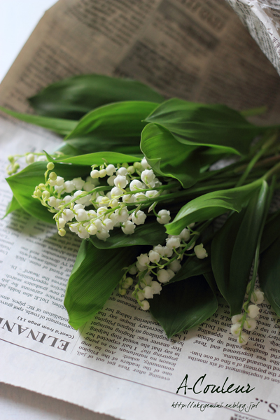 lily of the valley_b0213791_22413906.jpg