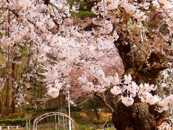花巻温泉 桜まつり 幻夢写絵 花巻温泉 桜まつり 幻夢写絵