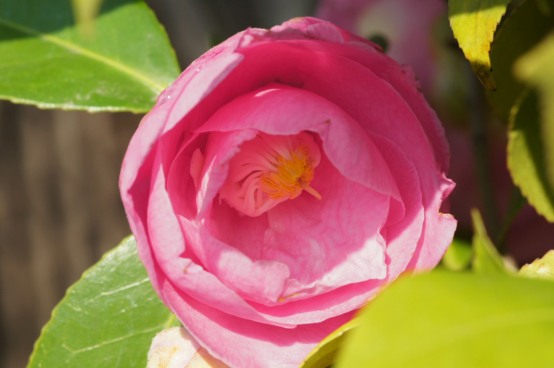 【　躍動の春　】　我が家の庭の花・椿〈山茶　〉…★_e0039703_10172521.jpg