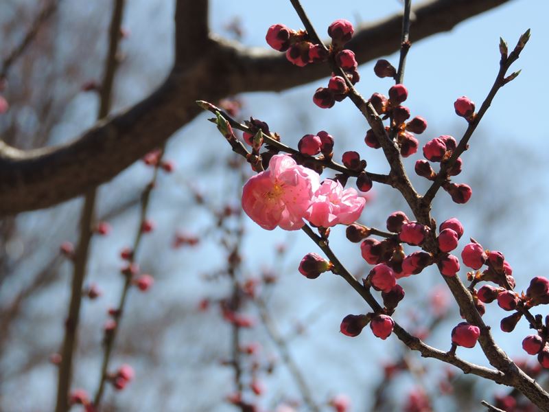 北海道神宮の梅と桜_b0237704_21211428.jpg