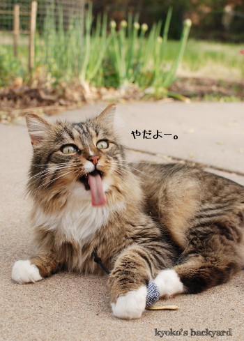 手作りの、猫のおもちゃ_b0253205_022273.jpg