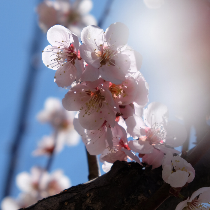 桜の花、梅の花_f0033205_2521816.jpg