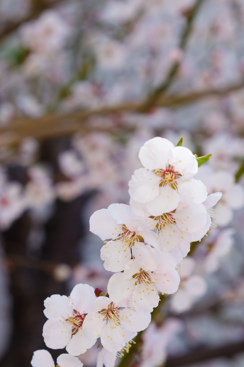 桜の花、梅の花_f0033205_2591551.jpg
