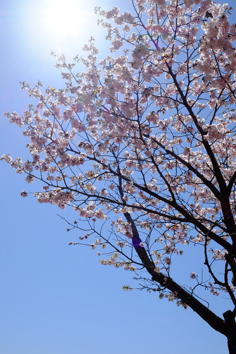 桜の花、梅の花_f0033205_6472373.jpg