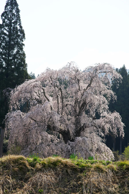 長野県高山村　水中（みずなか）のしだれ桜_a0263109_13165217.jpg