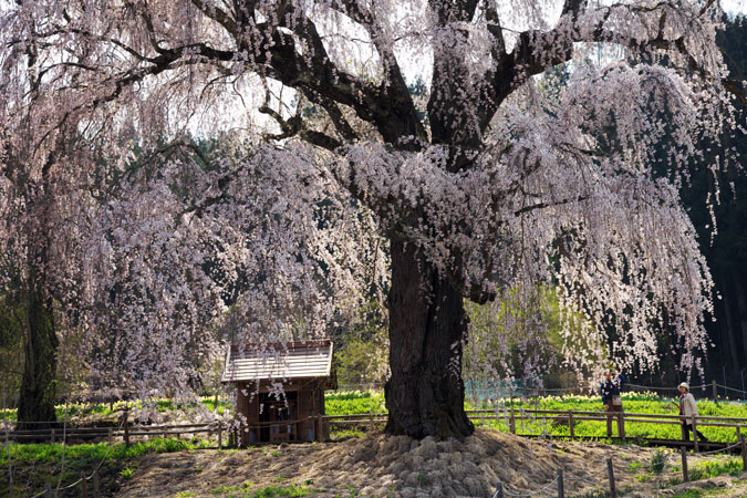 長野県高山村　水中（みずなか）のしだれ桜_a0263109_13172457.jpg