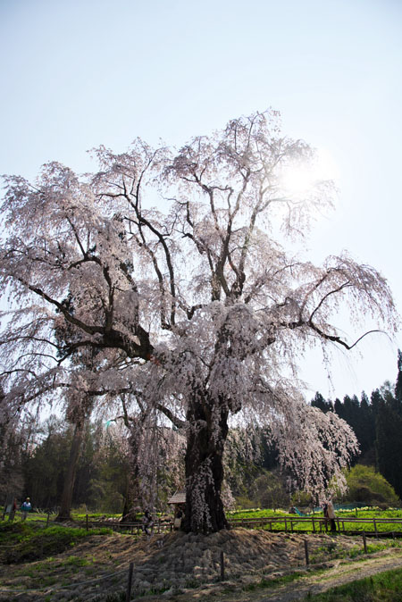 長野県高山村　水中（みずなか）のしだれ桜_a0263109_13173771.jpg