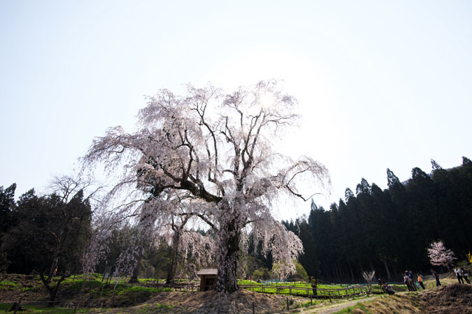 長野県高山村　水中（みずなか）のしだれ桜_a0263109_13174764.jpg