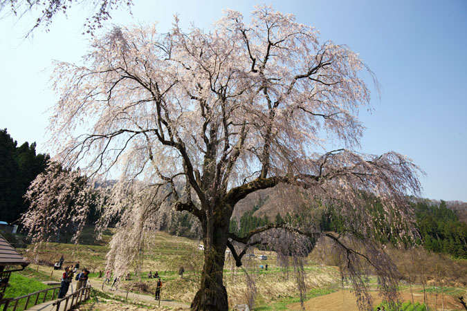 長野県高山村　水中（みずなか）のしだれ桜_a0263109_13184238.jpg