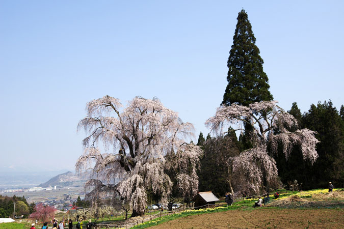 長野県高山村　水中（みずなか）のしだれ桜_a0263109_1318940.jpg